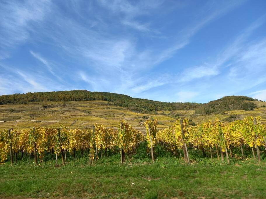 S'Gleina Gleck, In The Heart Of A Wine City, Charmant Studio 1 Piece Et 1 Salle De Bain 凯泽贝尔 外观 照片